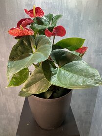 anturiumplant met decoratieve pot 