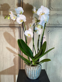 orchidee 4 tak + groene sierpot