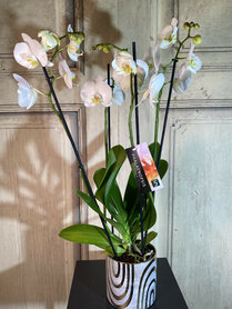 orchidee 4 tak + gouden sierpot